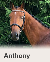 Anthony - kůň na prodej - Jezdecký klub Mariánské Lázně