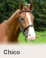 Chico - reference - prodaní koně - obchodní stáj Mariánské Lázně