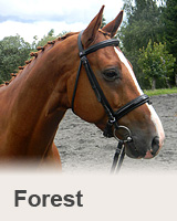 Forest - reference - prodaní koně - obchodní stáj - Jezdecký klub Mariánské Lázně