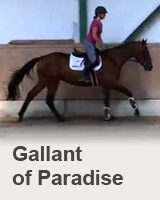 Gallant of Paradise - kůň na prodej - Jezdecký klub Mariánské Lázně