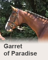 Garret of Paradise - prodaný kůň - Jezdcký klub Mariánské Lázně