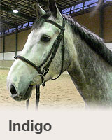 Indigo F - kůň na prodej - obchodní stáj - Jezdecký klub Mariánské Lázně