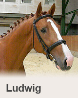 Ludwig - reference - prodaní koně - obchodní stáj - Jezdecký klub Mariánské Lázně