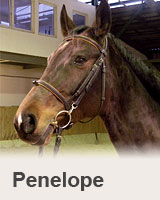 Penelope - prodaní koně - obchodní stáj - Jezdecký klub Mariánské Lázně