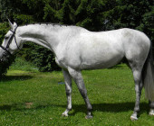Cant - kůň na prodej - obchodní stáj - Jezdecký klub Mariánské Lázně