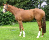 Chico - kůň na prodej - obchodní stáj - Jezdecký klub Mariánské Lázně