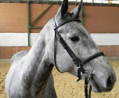 Dellano - kůň na prodej - obchodní stáj - Jezdecký klub Mariánské Lázně