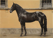 Michal Pech - portréty koní