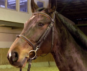 Penelope - kůň na prodej - obchodní stáj - Jezdecký klub Mariánské Lázně