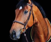 Calm - kůň na prodej - Obchodní stáj - Jezdecký klub Mariánské Lázně