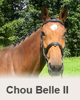 Chou Belle II - reference - prodaní koně - obchodní stáj - Jezdecký klub Mariánské Lázně