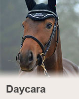 Daycara - klisna na prodej - obchodní stáj - Jezdecký klub Mariánské Lázně