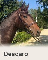 Descaro - kůň na prodej - obchodní stáj - Jezdecký klub Mariánské Lázně