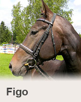 Figo - prodaný kůň - obchodní stáj - Jezdecký klub Mariánské Lázně