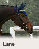 Lane - klisna na prodej - obchodní stáj - Jezdecký klub Mariánské Lázně
