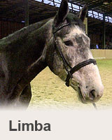 Limba - reference - prodaní koně - obchodní stáj - Jezdecký klub Mariánské Lázně