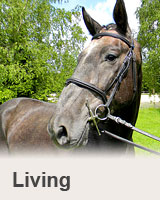 Living - prodaný kůň - obchodní stáj - Jezdecký klub Mariánské Lázně