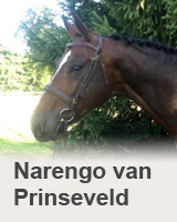 Narengo van Prinseveld - kůň na prodej - obchodní stáj - Jezdecký klub Mariánské Lázně