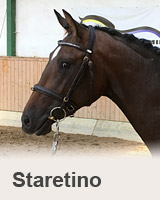 Staretino - kůň na prodej - Jezdecký klub Mariánské Lázně