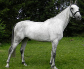 Cant - kůň na prodej - obchodní stáj - Jezdecký klub Mariánské Lázně