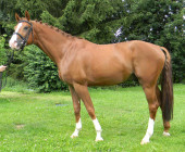 Chico - kůň na prodej - obchodní stáj - Jezdecký klub Mariánské Lázně