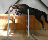 Figo - kůň na prodej - obchodní stáj - Jezdecký klub Mariánské Lázně