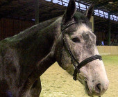Limba - kůň na prodej - obchodní stáj - Jezdecký klub Mariánské Lázně