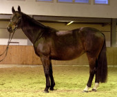 Penelope - kůň na prodej - obchodní stáj - Jezdecký klub Mariánské Lázně