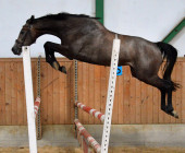 Acorn - kůň na prodej - obchodní stáj - Jezdecký klub Mariánské Lázně