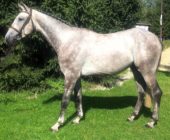 Livarino, jkml, horse for sale, Kun na prodej, Nágr, Václav, Ondřej, jkmlcz, Nabab de reve, colman, Colonel, Liana, SALE