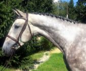 Livarino, jkml, horse for sale, Kun na prodej, Nágr, Václav, Ondřej, jkmlcz, Nabab de reve, colman, Colonel, Liana, SALE